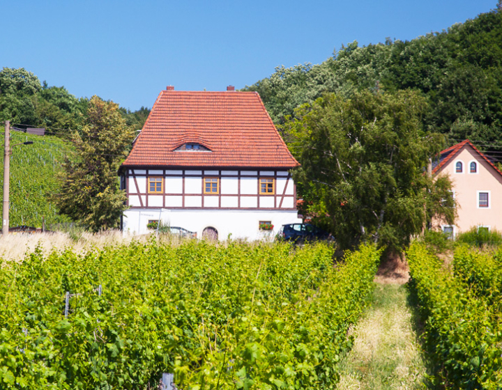 Weinreeben mit Fachwerkhaus