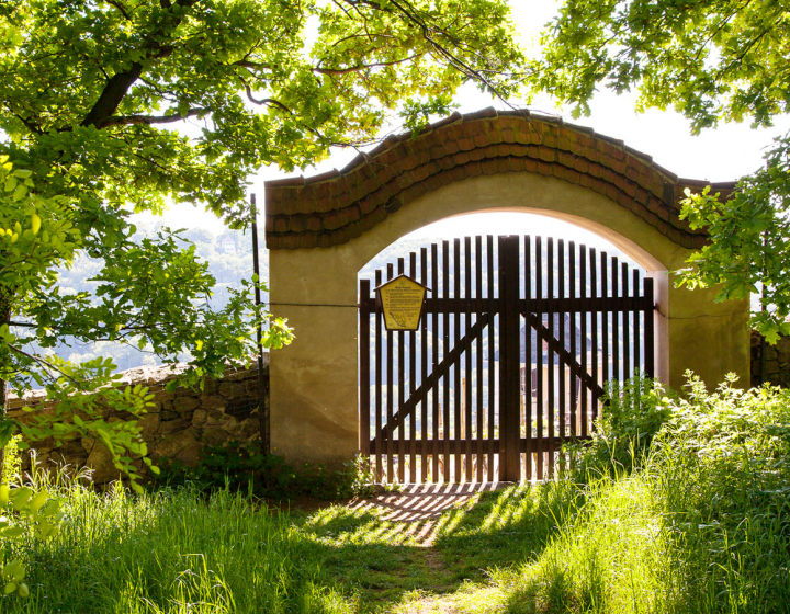 Weinberg mit alten Steintorbogen und Mauer. Blick bei Sonnenschein mit satten Grün.