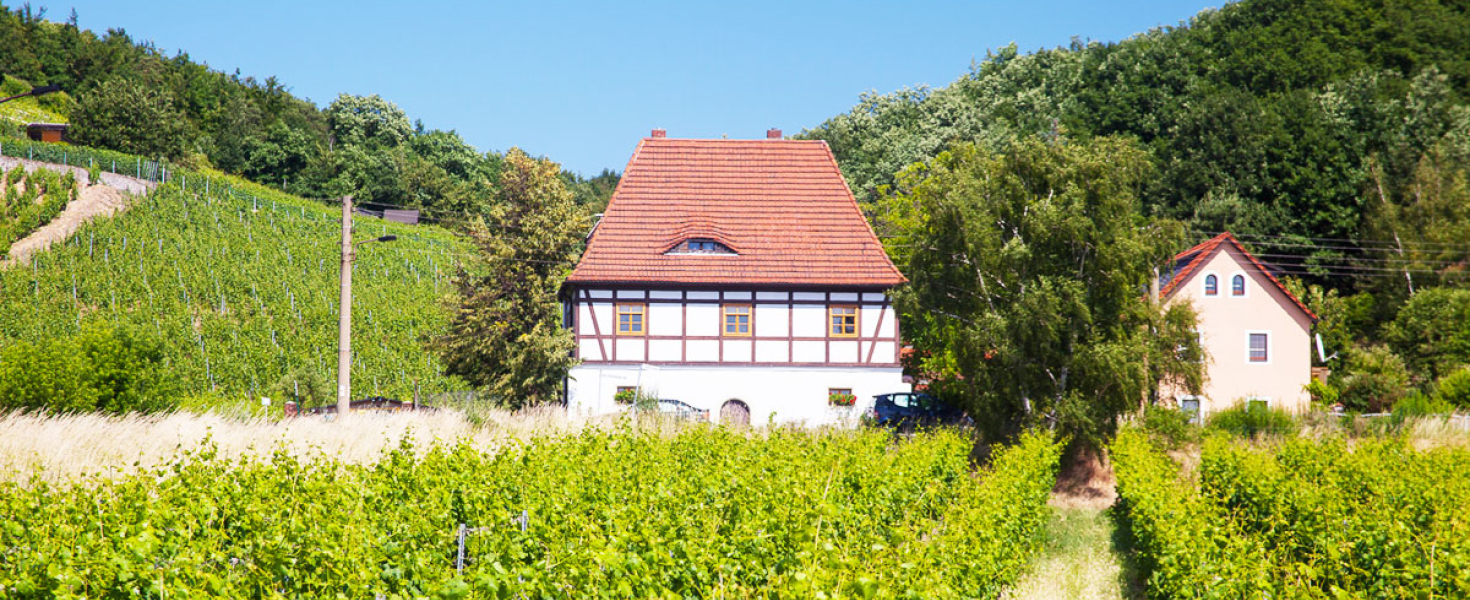 Mehrere Reihen Weinreeben und Fachwerkaus.